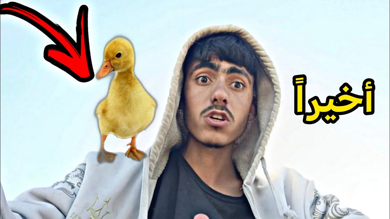 أخيراً الفرحة تمت! تفقيس بيض الوز بعد طول انتظار 😍✨