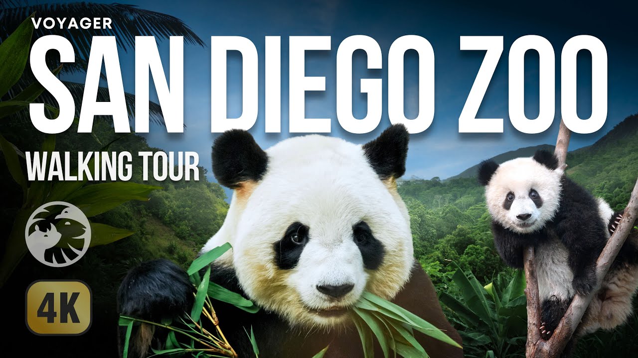 San Diego Zoo 4K: A Cinematic Wildlife Experience with Natural Sounds