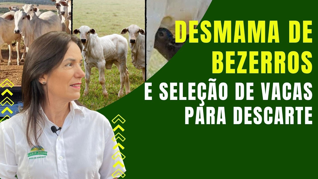 Desmama de bezerros e seleção de vacas para descarte