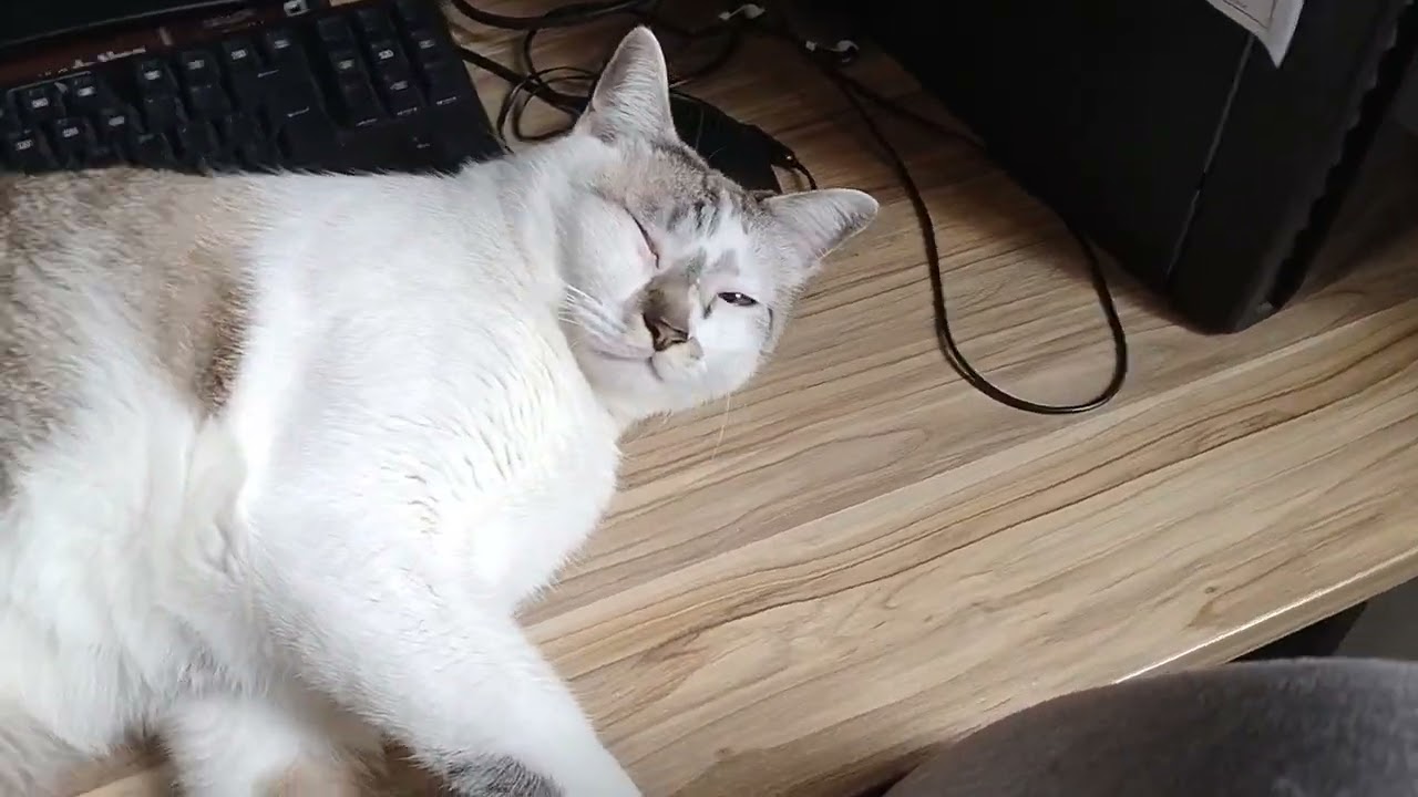 19/01/24-Marcos Goulart e os Gatitos-😸Fredinho no computador