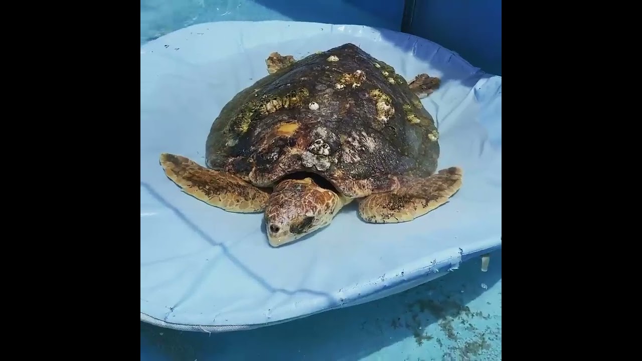 Floating into the weekend like    #teamvivian #connectandprotect #compassioniscontagio #turtle