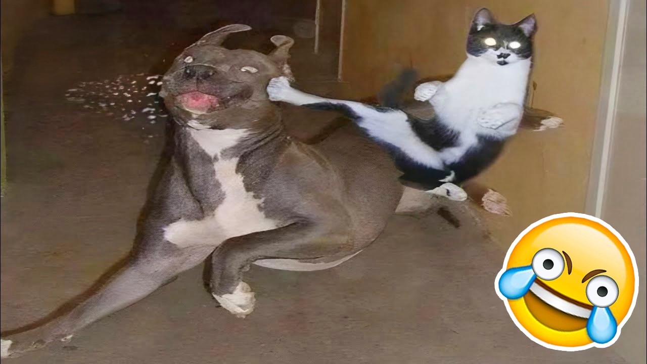 SI TE RIES PIERDES NIVEL GATITOS Y PERRITOS 😳[999.99 IMPOSIBLE NO REÍRSE]😱 Videos De Risa 2026🤣