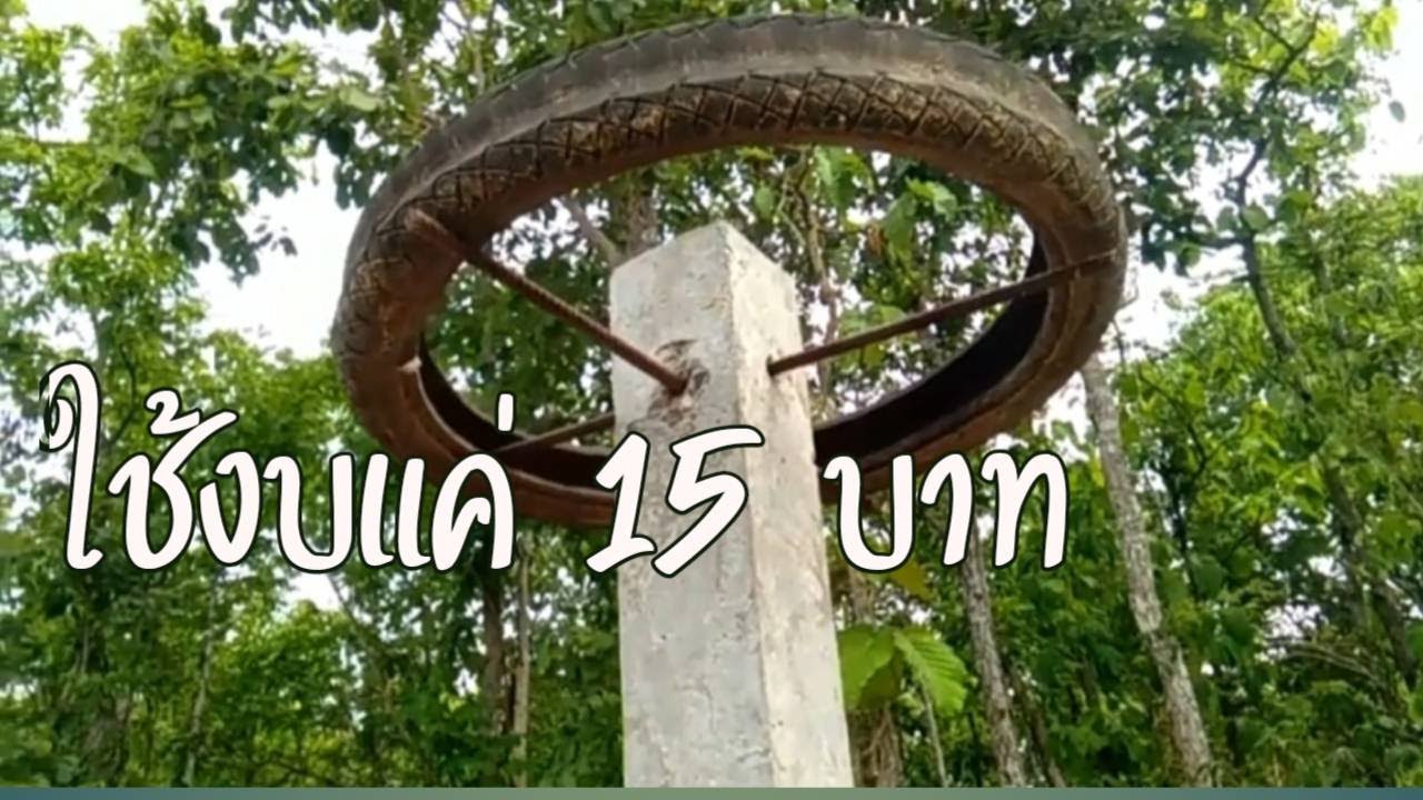 วิธีทำค้างแก้วมังกร 15 บาทต่อหลัก