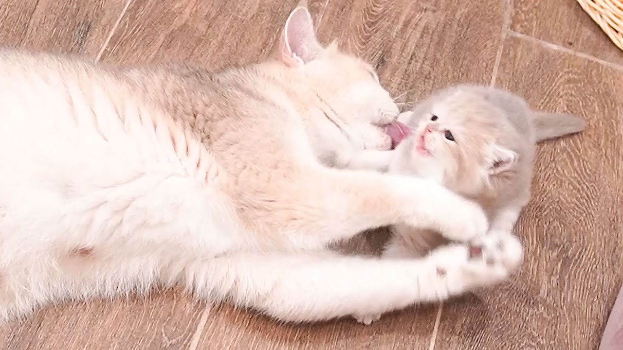 Collection of fun and happy moments of mother cat Xaxa with her kittens
