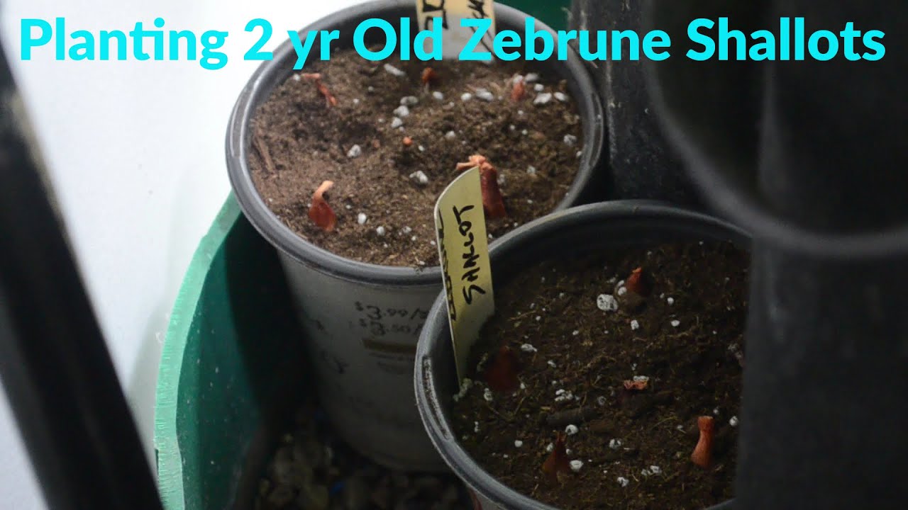 Planting 2 yr Old Zebrune Shallots