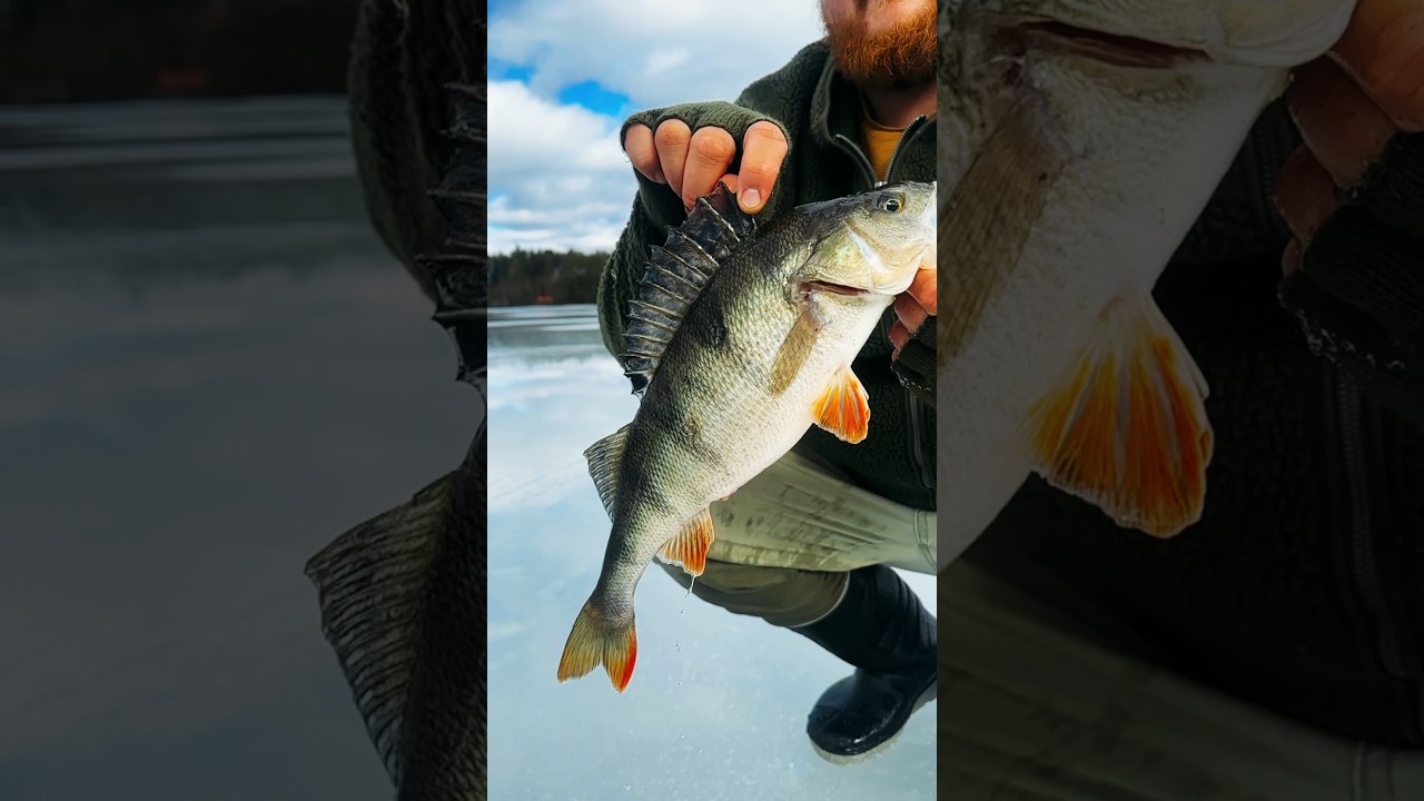 Big Perch 