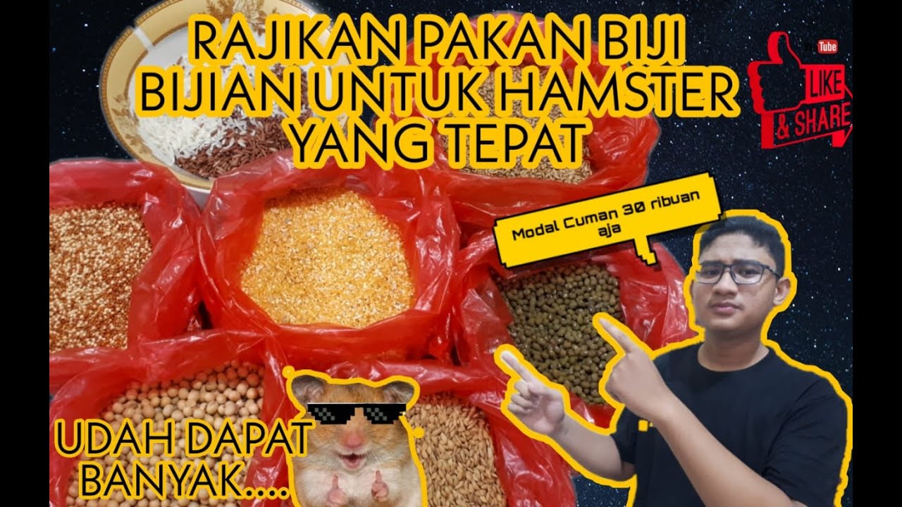 Racikan Biji Bijian Yang Murah Dan Banyak  Buat Pakan Hamster || Modal 30 ribuan saja...