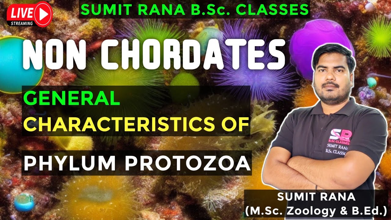 Phylum Protozoa: General Characteristics || Non Chordates