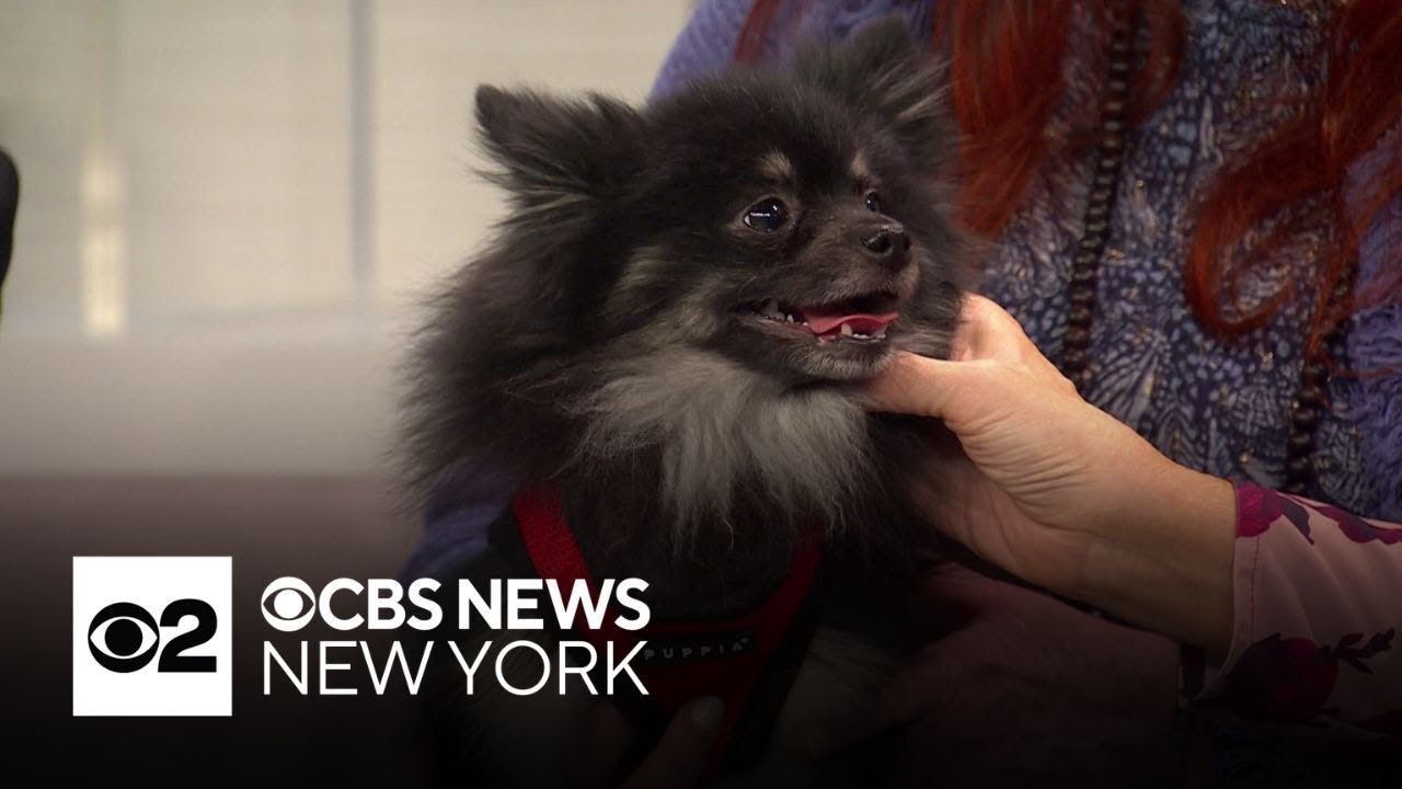 Furry Friend Finder: Milo