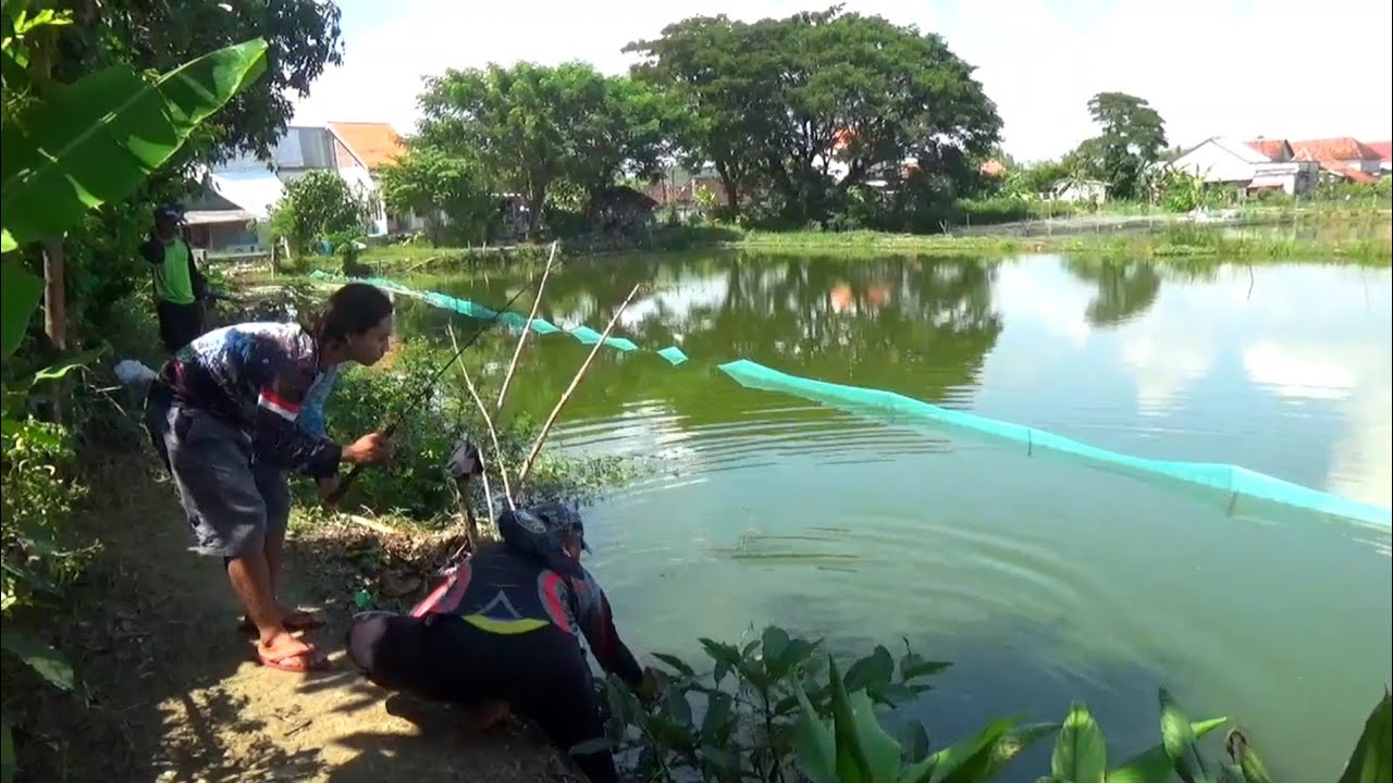 Tambak jebol galak pol ikan mas nya!! Surga bagi para pemancing