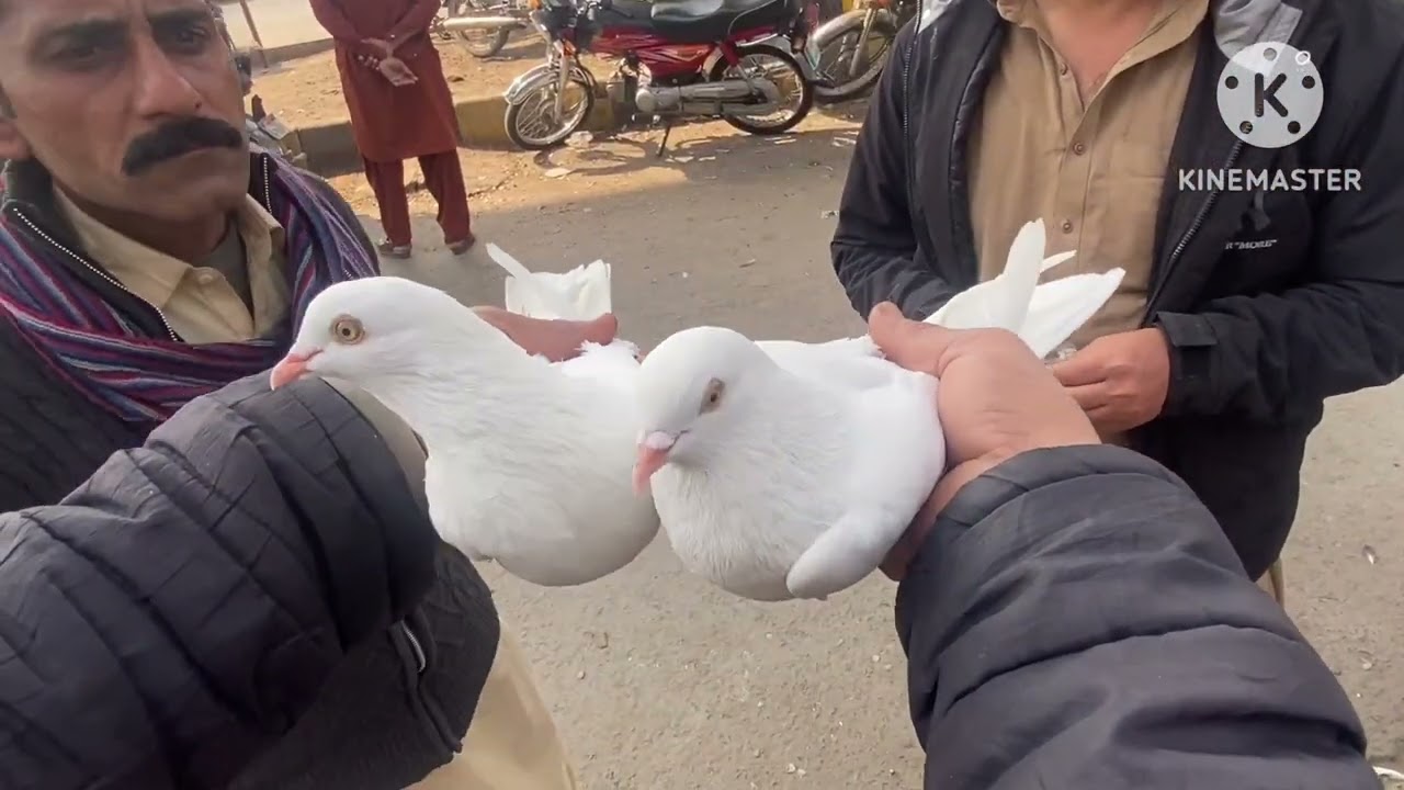 Multan Kabootar Mandi Salman mazer pigeon ￼