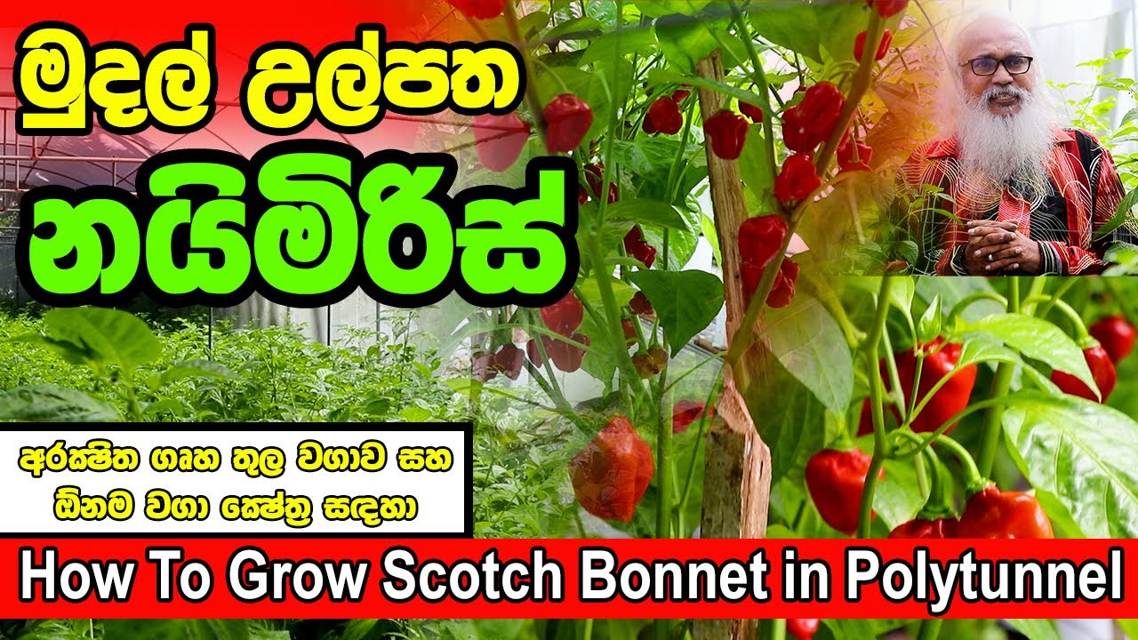 ආරක්ෂිත ගෘහ තුළ නයිමිරිස් වගාව | How to grow Scotch Bonnet in polytunnel | Nayi Miris