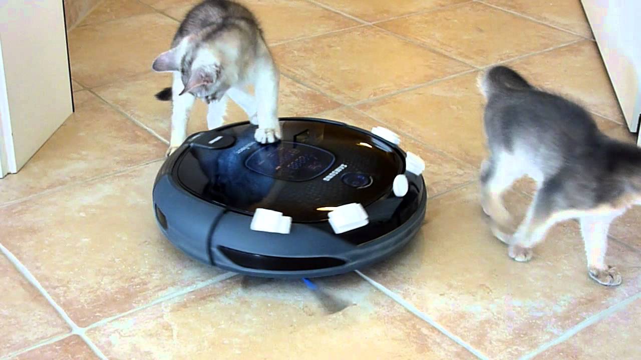 Chatons et Navibot