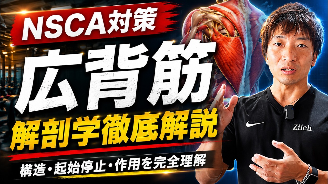 【NSCA対策】広背筋・大円筋の起始停止と作用を徹底解説