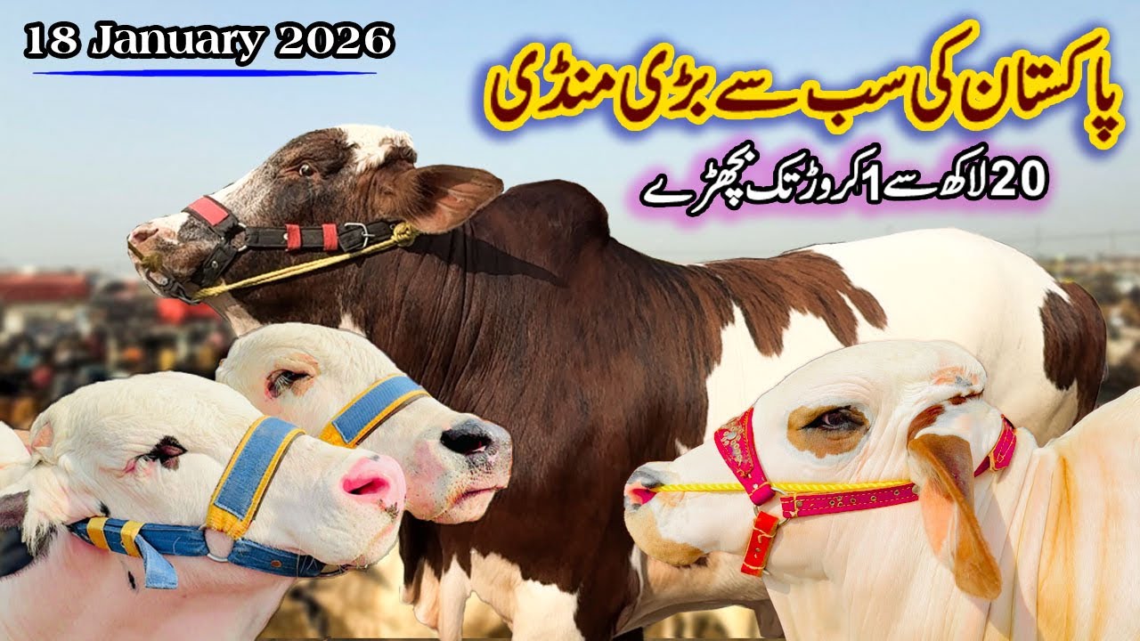 18 January 2026 Pakistan Ki Sab Say Bari Mandi || Sabir Khan 