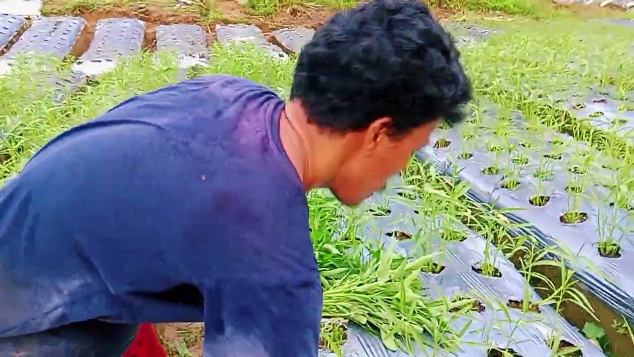 First Harvest sa UPLAND KANG-KONG ITO YUNG MABILIS NA PAGKAKITAAN...