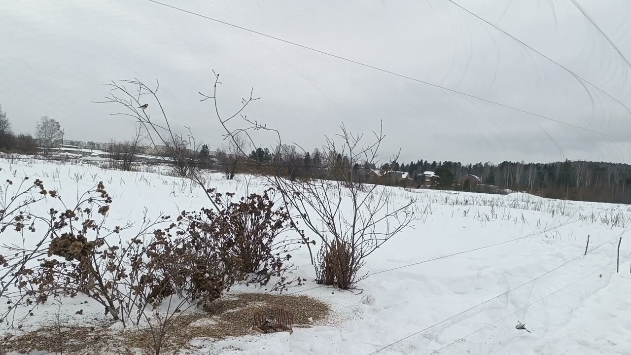 Fishing for goldfinches,ловля щеглов 29.01.2024.