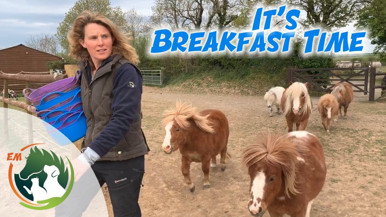 It's Breakfast time for ALL the horses!