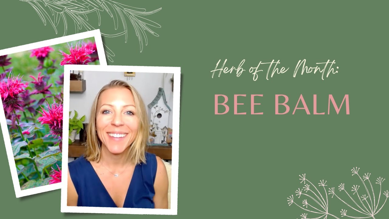 Herb of the Month: Bee Balm/Monarda fistulosa
