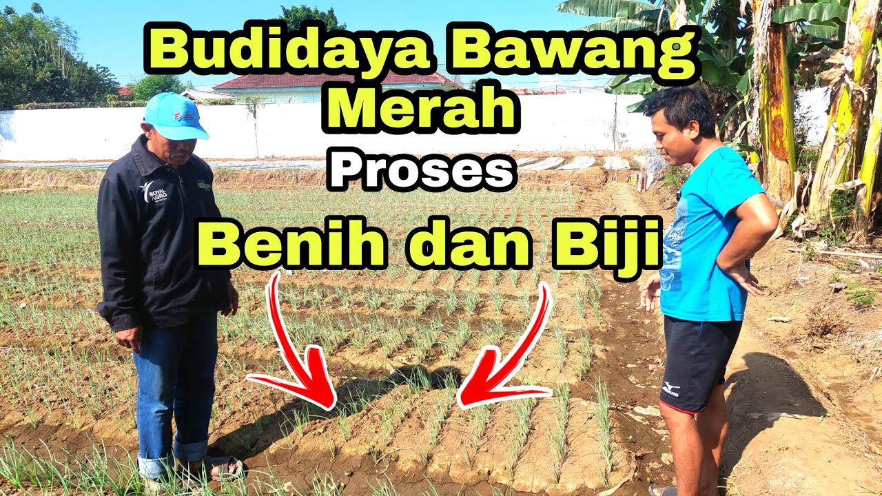 BUDIDAYA BAWANG MERAH‼️ PERBEDAAN PROSES BENIH DAN BIJI BAWANG MERAH‼️