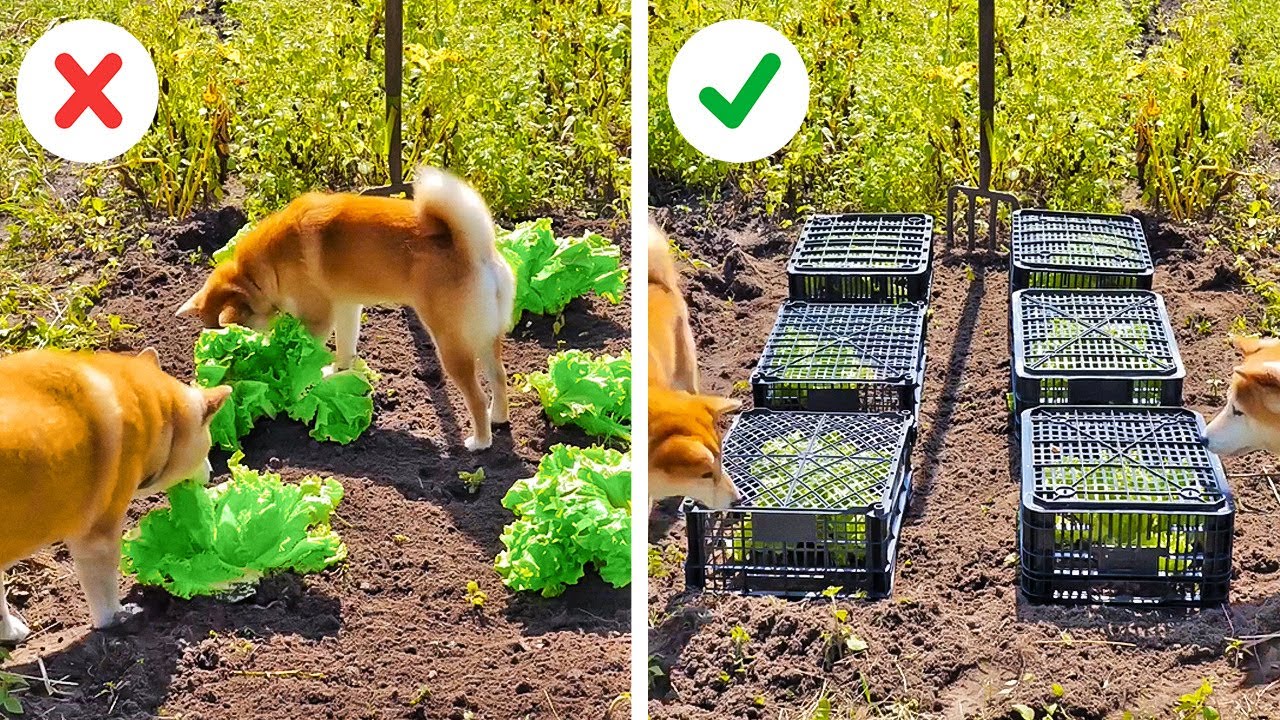Smart Hacks And Tips For Your Garden
