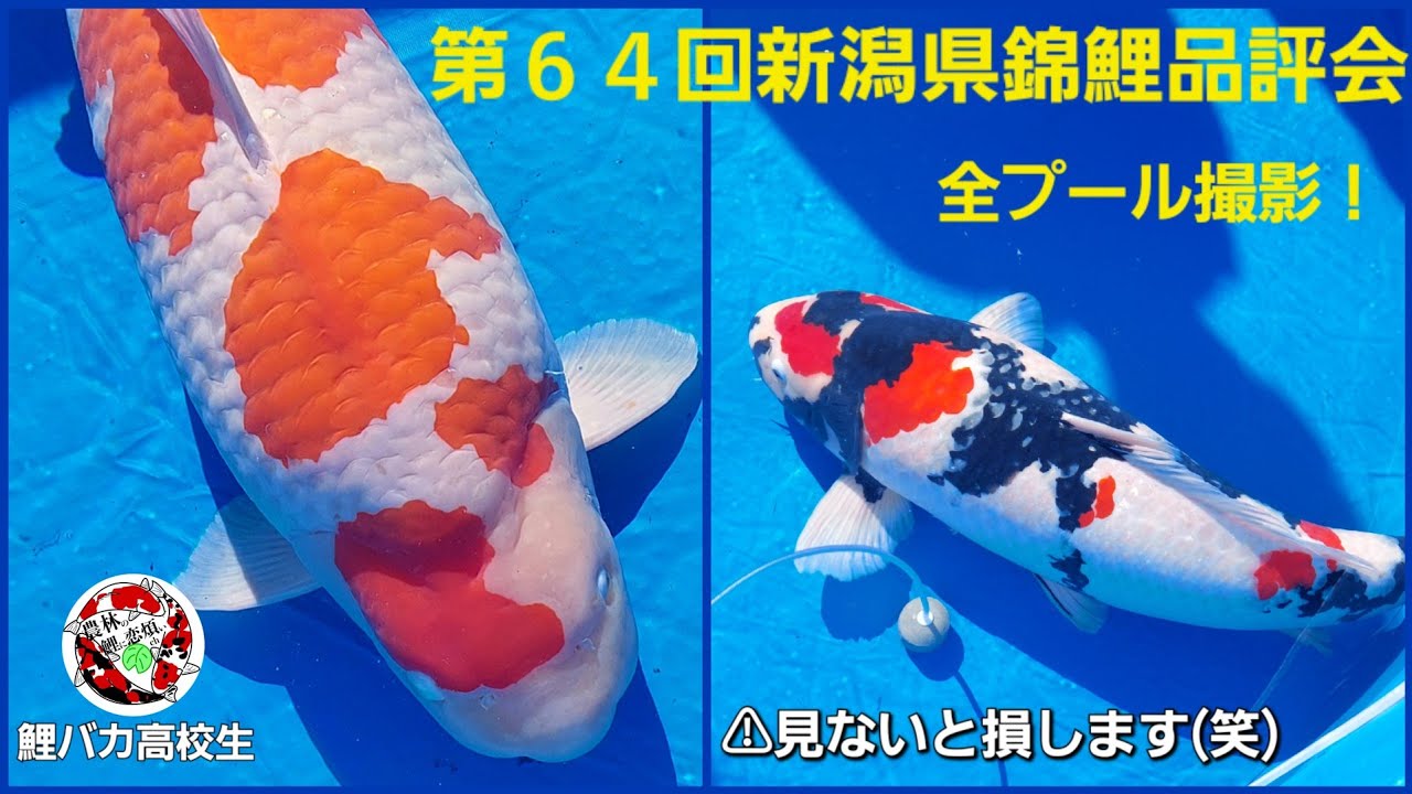第64回新潟県錦鯉品評会　#錦鯉#鯉に恋煩い#錦鯉飼育#農林#高校生錦鯉 #錦鯉品評会#nishikigoi#koifish#koi