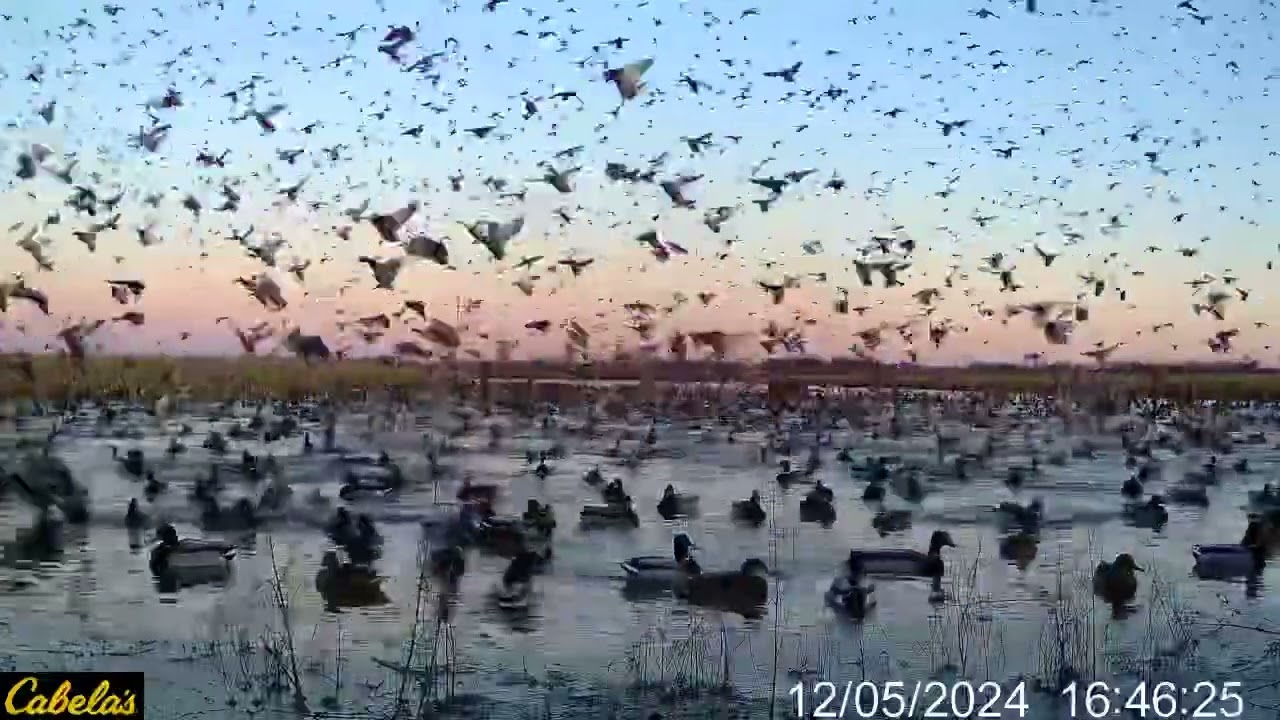 TONIGHT&rsquo;S LIVE ACTION from HABITAT FLATS