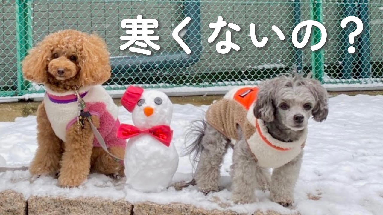 寒くないの？雪の日散歩と犬友バレンタイン💘