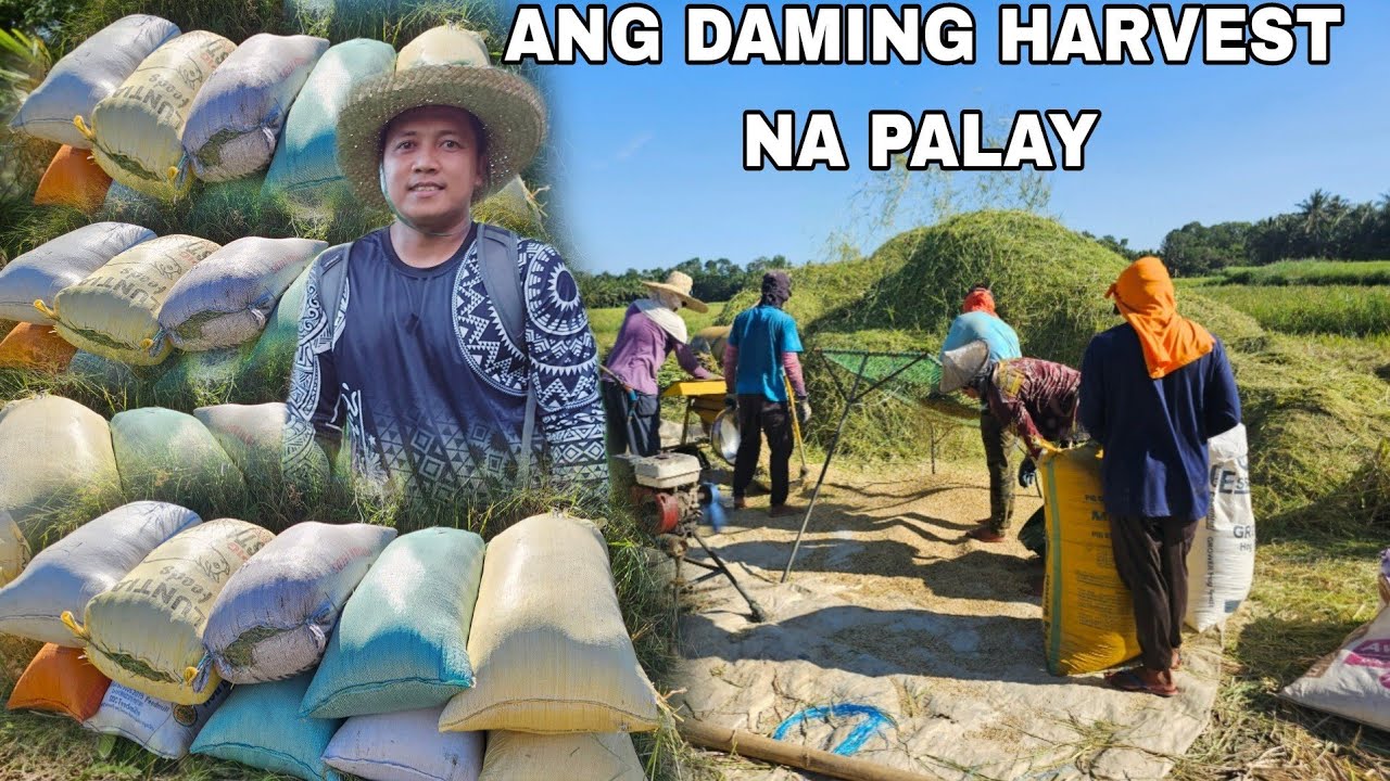 Doble ani ng palay natin sa dami ng bunga...Walang kupas ang binhi na BIGANTE