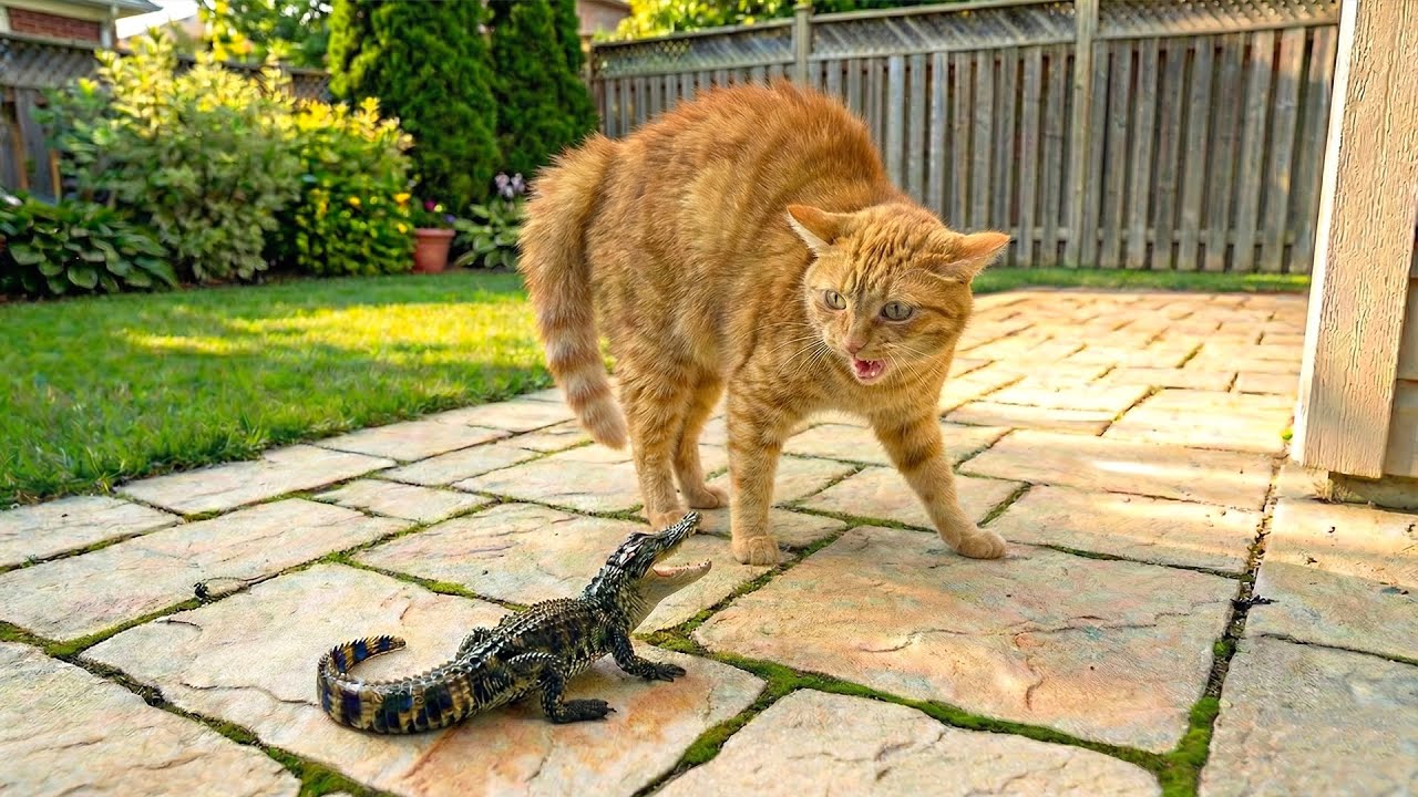 Hilarious Cat & Wild Animal Videos 😹 Funny and Unexpected Encounters 😂