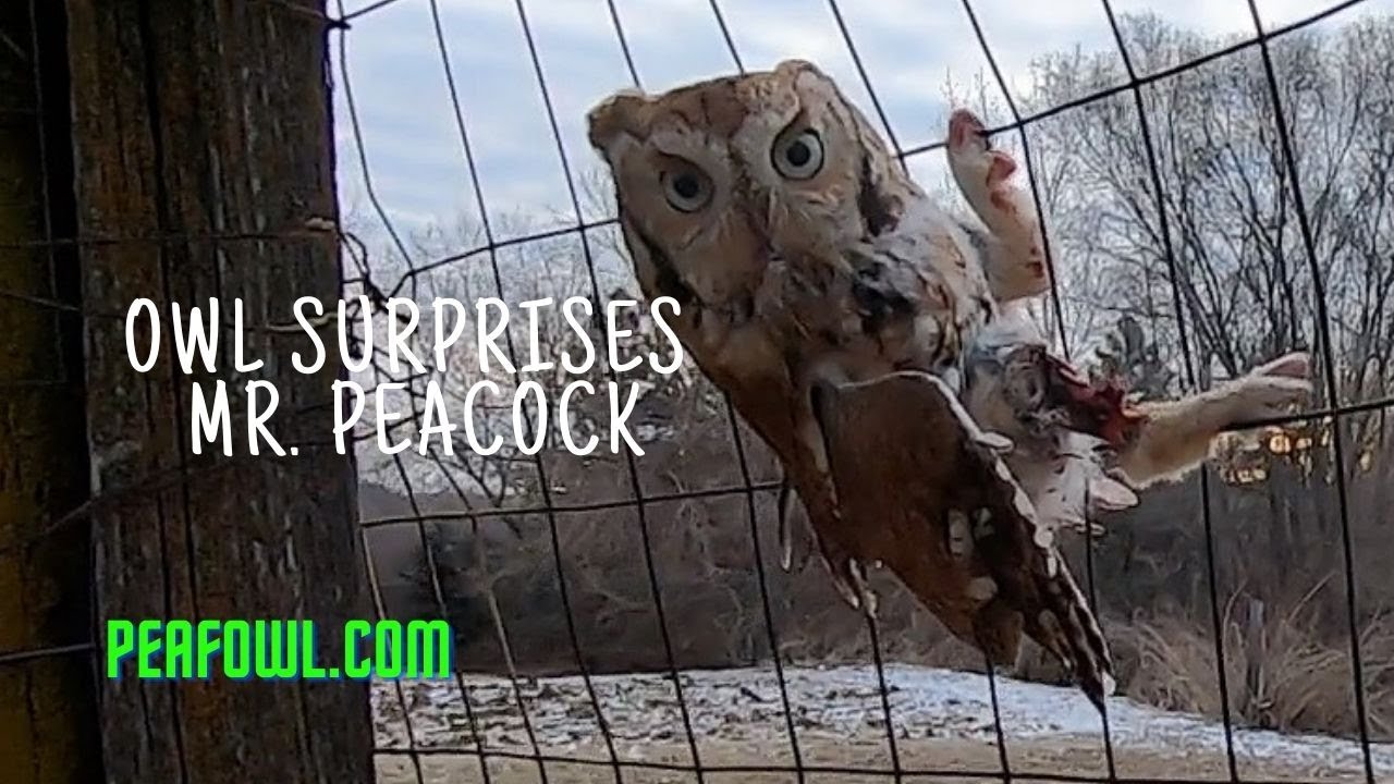 Сова удивляет мистера Павлина, Peacock Minute, peafowl.com