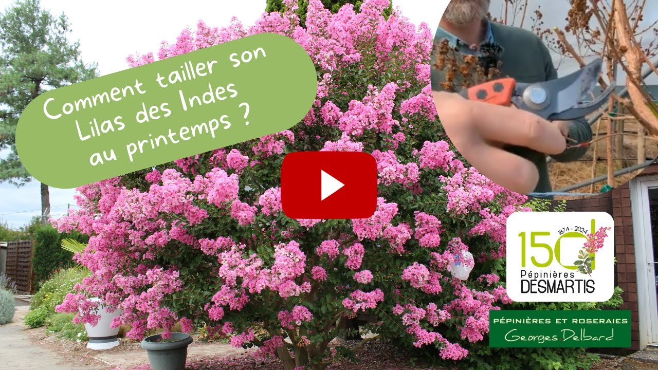 Comment tailler le Lilas des Indes au printemps 🌸 | Conseils des Pépinières Delbard & Desmartis