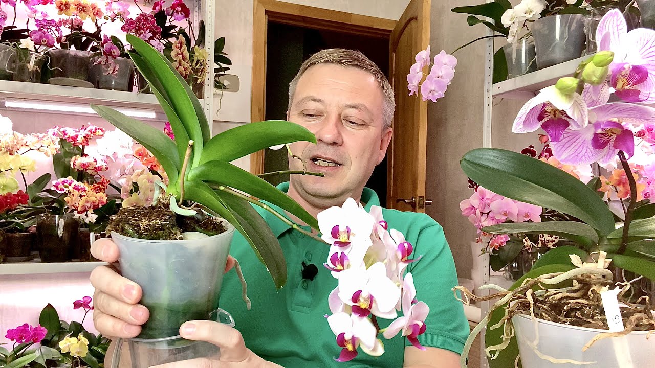 удобрения орхидеям НЕ НУЖНЫ а блогеры и продавцы орхидей ВРУТ?  орхидеи без химии и с ней