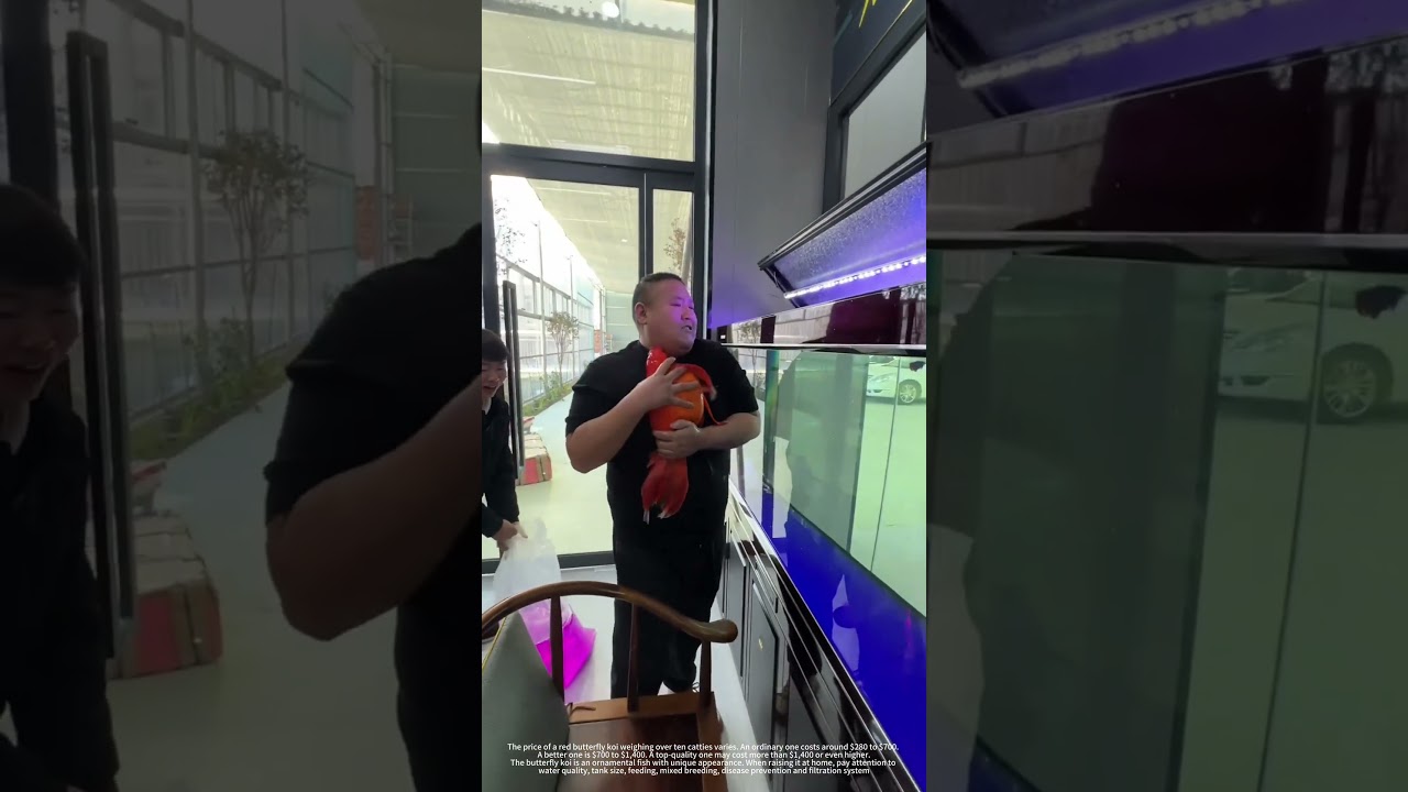 Process Of Transferring A Butterfly Koi Into Fish Tank !