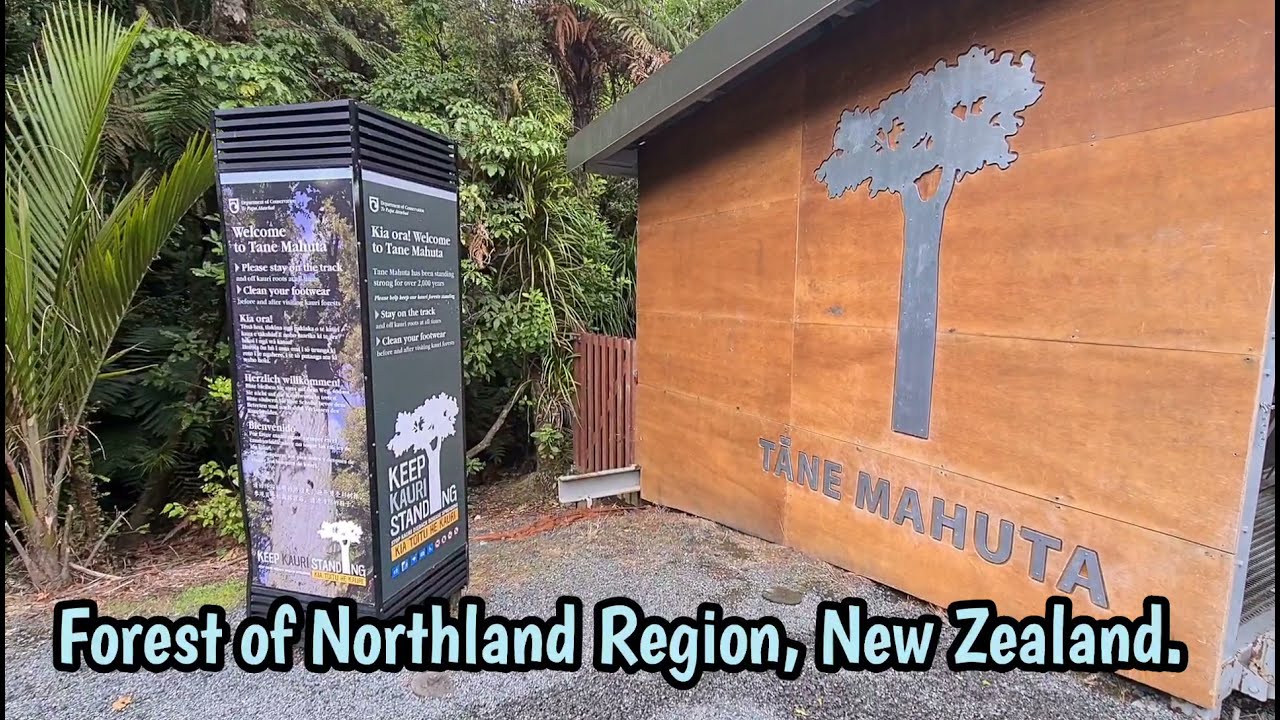 NEW ZEALAND'S LARGEST KAURI TREE