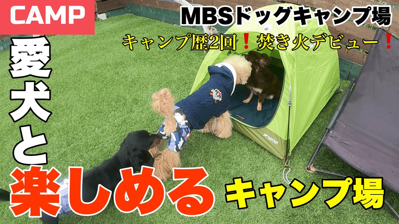 【初めての焚き火🔥】キャンプ歴2回目の犬連れキャンパー様❗️車中泊キャンプ
