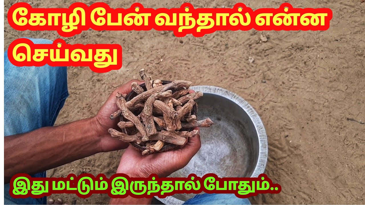 கோழி பேனுக்கு இதை செய்தால் போதும் | Koli pean marunthu