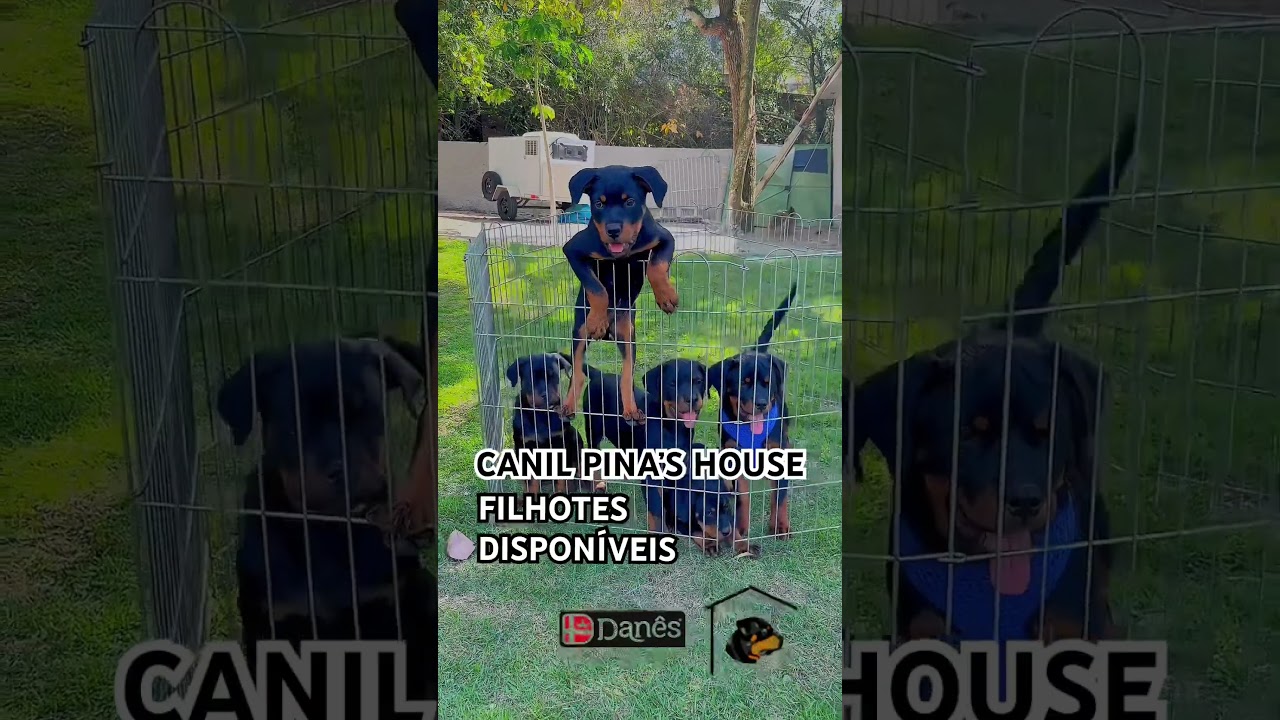 🚨VEJAM O V&Iacute;DEO AT&Eacute; O FINAL🚨 #rottweiler #canil #filhotes