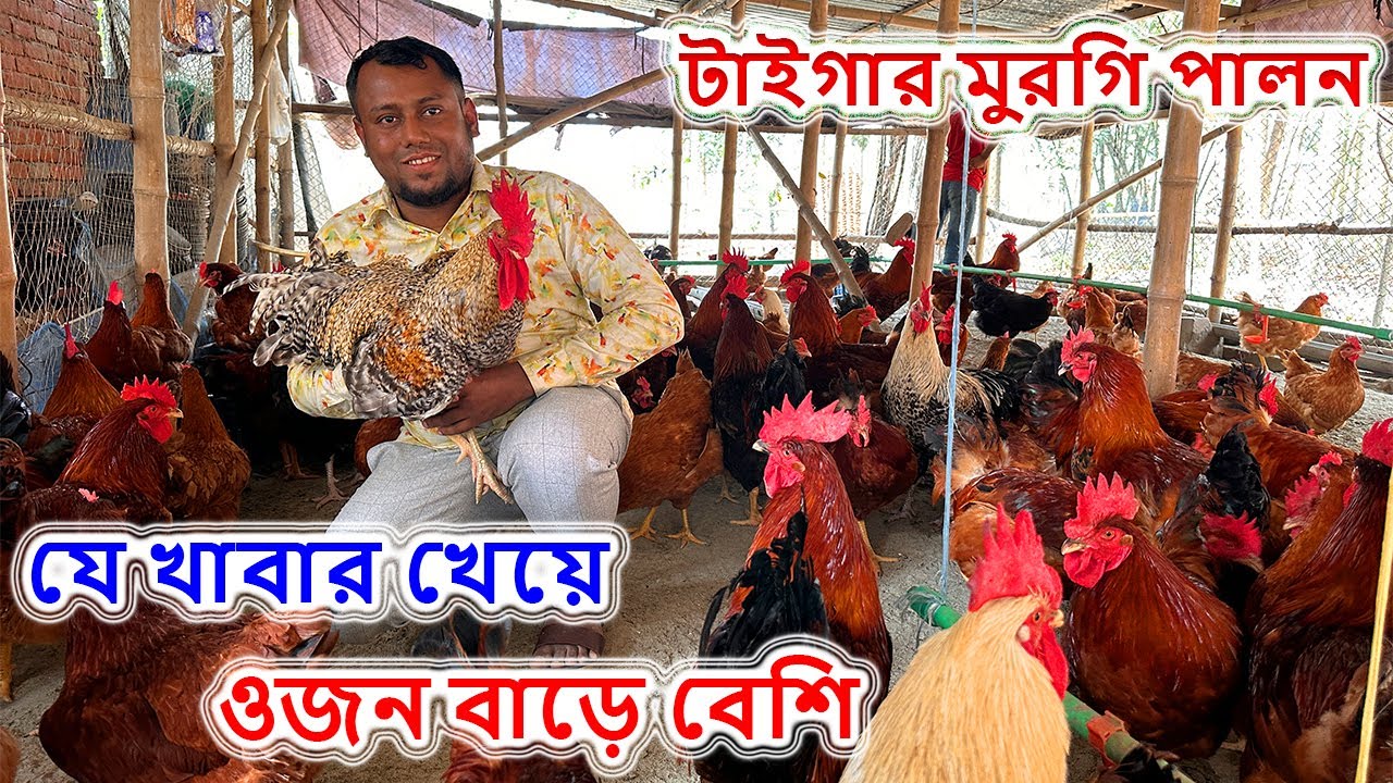 টাইগার মুরগি পালন করে ৪০ দিনে ১ কেজি । যে খাবার খেয়ে ওজন বাড়ে বেশি । কম খরচে টাইগার মুরগি পালন ।