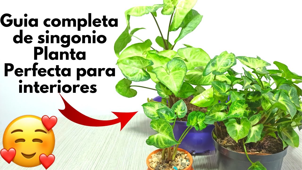 Conoce todo sobre el singonio o syngonium (cuidados y reproduccion)