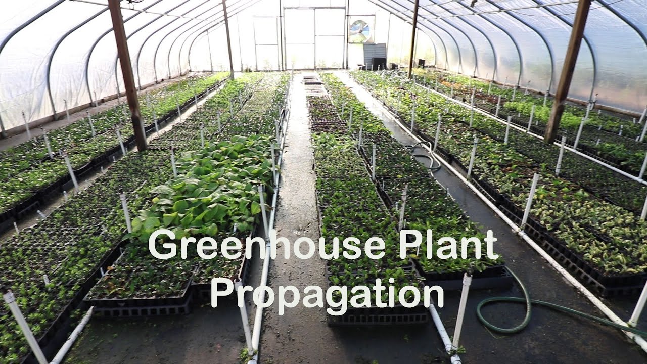 Plant Propagation of Rooted Cuttings in a Greenhouse