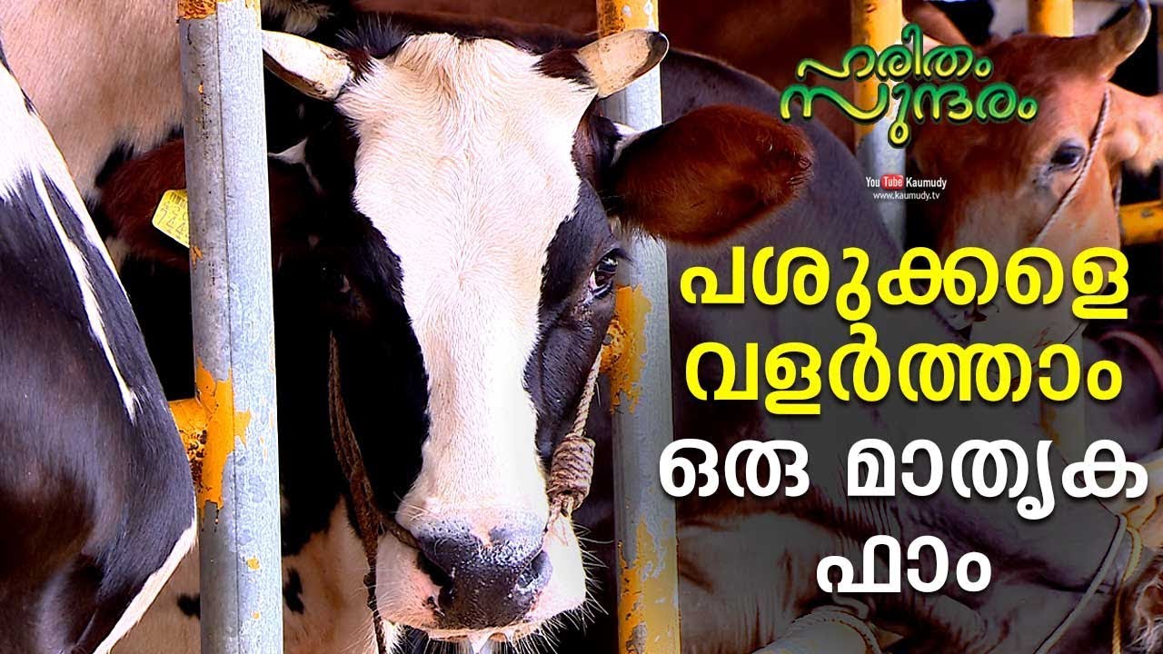 A model farm for raising cows | Haritham Sundharam EP 255 | Kaumudy