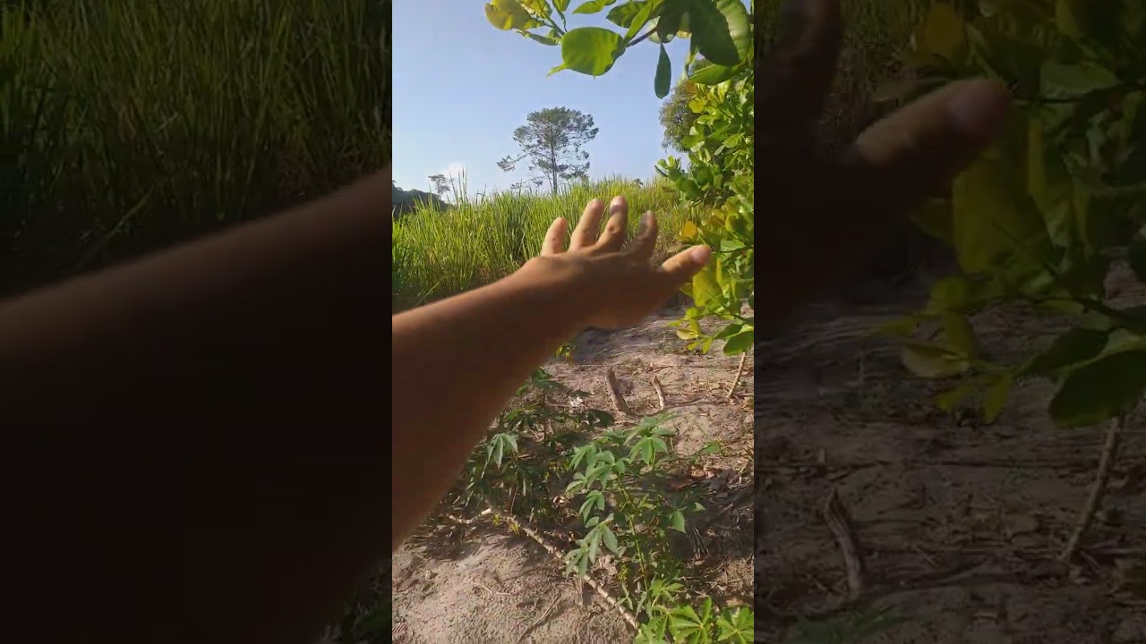 Comesando  os trabalhos no sítio M e R