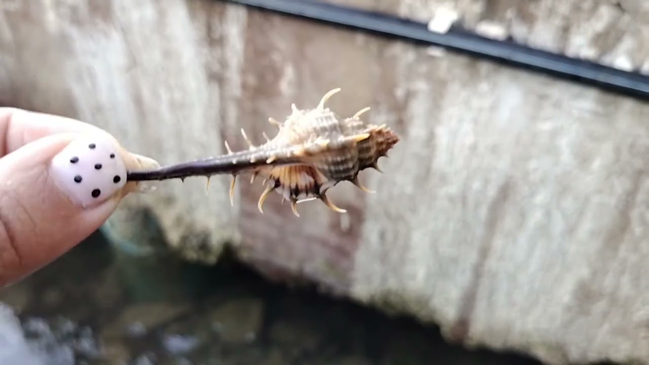 Snail in the water.