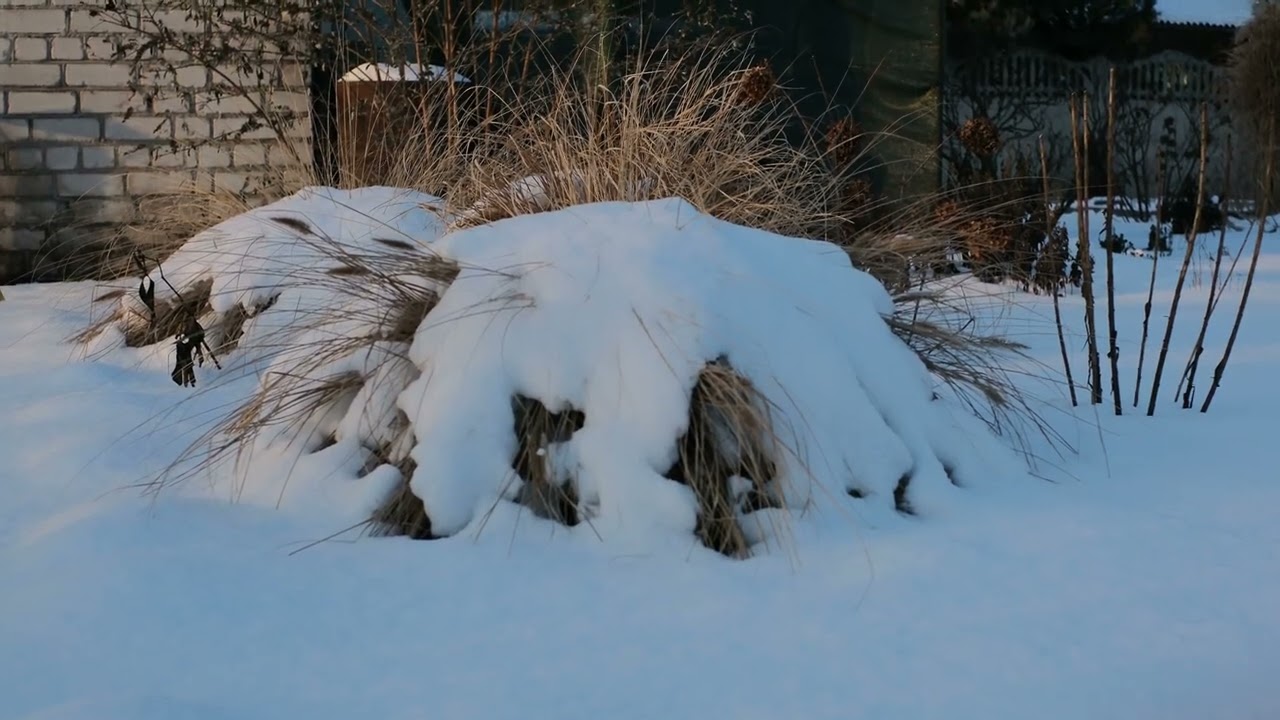 diary 26.01.2026 #top #nature #winter #relax #4k #3d #art  #walkthrough #weather #2026 #dairy #new 