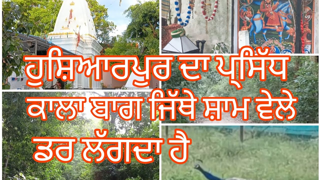 Hoshiarpur cityਦਾ ਪ੍ਸਿੱਧ ਕਾਲਾ ਬਾਗ ਜਿੱਥੇ ਸ਼ਾਮ ਦੇ ਵੇਲੇ ਇਕੱਲਾ ਬੰਦਾ ਨਹੀਂ ਜਾ ਸਕਦਾ होशियारपुर का काला बाग‌