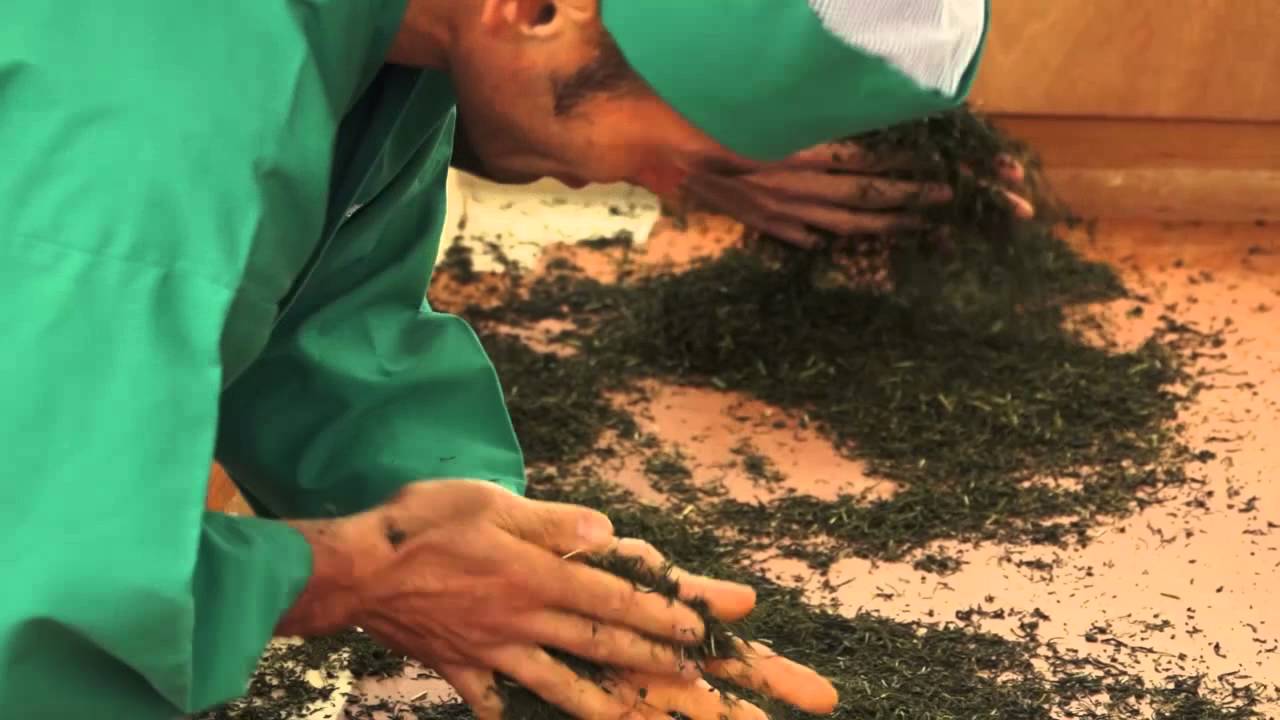Hand Rolling Tea