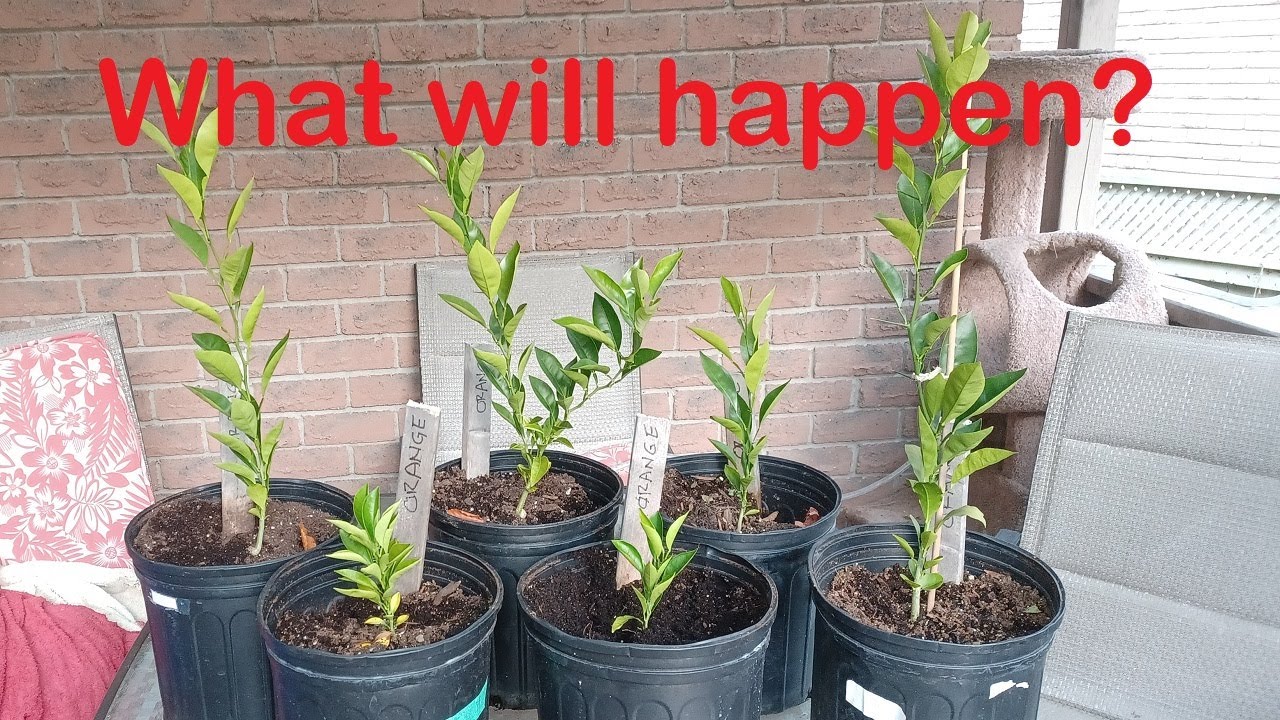 Topping Orange Tree Seedlings Grown From Seed - Will Topping Work? Join me on the Journey....