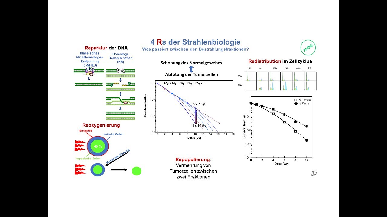 Die 4 R's der Strahlenbiologie  | Strahlenbiologie Dr. Ulrike Schötz