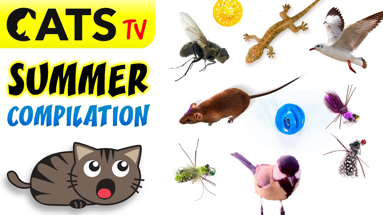 CATS TV 📺 Summer 2025 ultimate compilation 😻☀️🐭 Best games 🔉 3D Sound